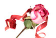 Photo: Roses on white background Roses on white background