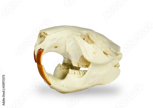 Photo: Biberschädel Biberschädel