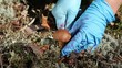 Video: mushroom in nature mushroom in nature