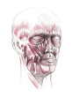 Face anatomy