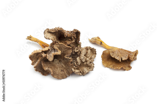 Photo: Chanterelle Grise mushrooms Chanterelle Grise mushrooms