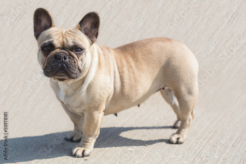 Photo: French Bulldog French Bulldog