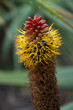 Blossoming thrickets of a herb Aloe Vera
