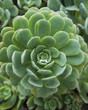 flower of crassulaceae succulent cactus