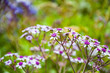 beautiful spring flowers