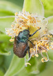 Garden Foliage Beetle, Phyllopertha horticola