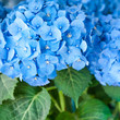 Blaue Hortensie, Hydrangea macrophylla, Ballhortensie