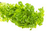 Ripe fresh Parsley