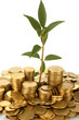 plant growing out of gold coins on white background close-up