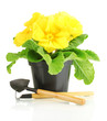 Beautiful yellow primula in flowerpot, isolated on white