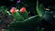 Cactus flower in India