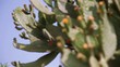 Cactus flower in India