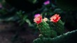 Cactus flower in India