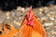 Brown chicken looking at camera
