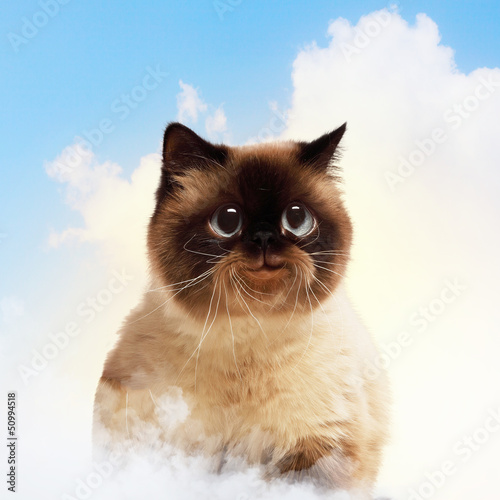 Photo: Funny fluffy cat against color background Funny fluffy cat against color background