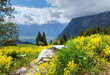 Yellow wild flowers on summer mountain slope