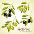 Olive branches