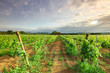 Vineyard in france on sunrise