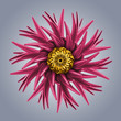 3d abstract organic flower coral star shape