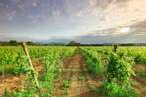 Photo: Vineyard in france on sunrise Vineyard in france on sunrise