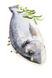 fresh dorada fish