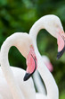 The two Flamingo bird in the zoo