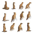 The vector set of meerkat in many poses