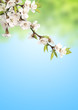 Flowers of cherry