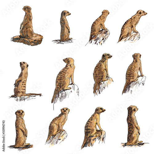 Vector: The vector set of meerkat in many poses The vector set of meerkat in many poses