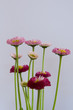 Blüten