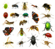 Set of insects
