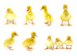 ducks  set