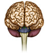 Cerebro
