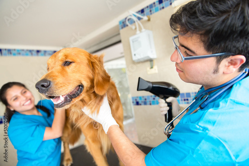 Photo: Grooming a dog at the vet Grooming a dog at the vet