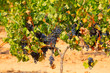 Photo: Grapes Grapes