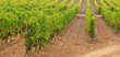 Photo: Grape field Grape field