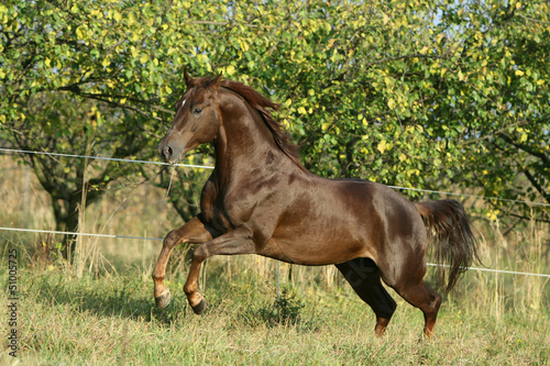 Photo: Quarter horse running Quarter horse running