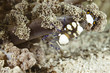 Peacock-tail anemone shrimp