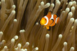 Pomacentridae,  Clown Fish or Anemonefish