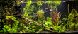 Ttropical freshwater aquarium with fishes