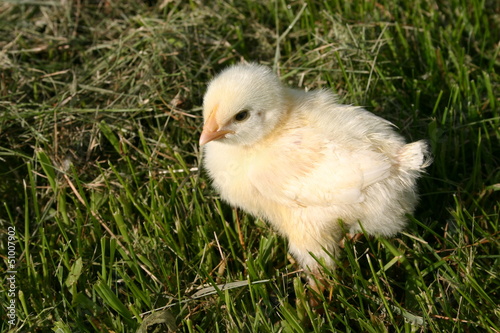 Photo: Little chick/chicken in the grass Little chick/chicken in the grass