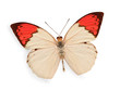 beige and red butterfly isolated on white
