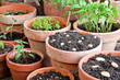 planting