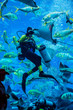 Huge aquarium in Dubai. Diver feeding fishes.