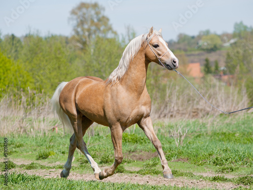Photo: palomino pony runs palomino pony runs