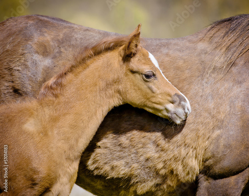 Photo: foal close up foal close up
