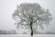 Stieleiche im Winter