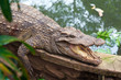 crocodile on earth