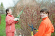 women trimming bough
