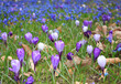 Foto: Frühlingswiese Frühlingswiese